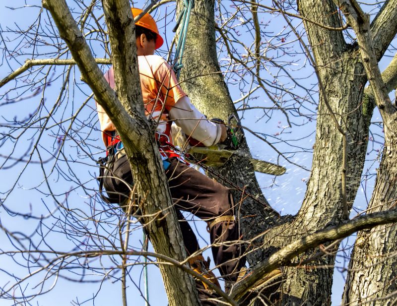 Apple Tree Removal Service