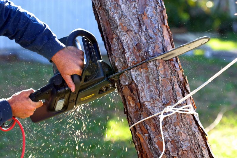 Apple Tree Removal in Montgomery County, PA