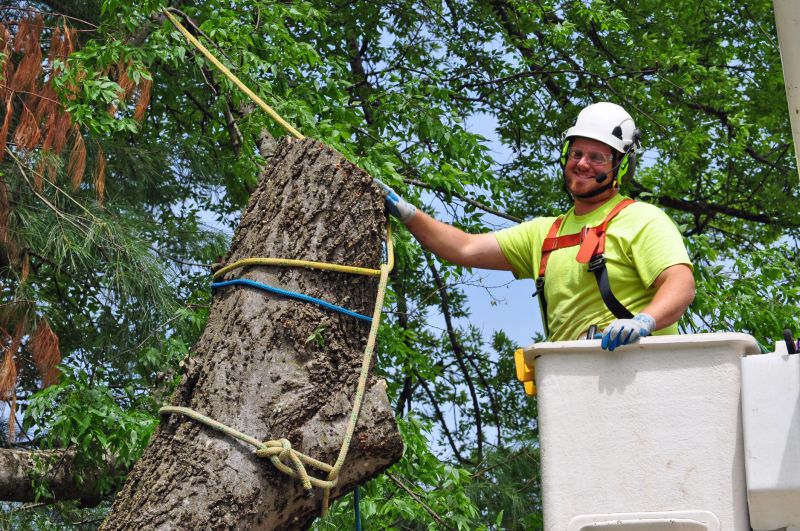 Apple Tree Removal