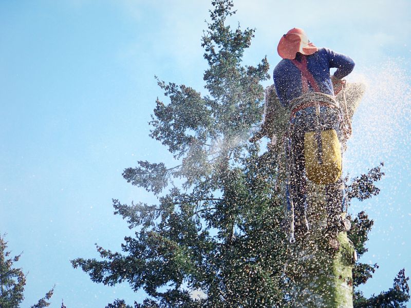 Emergency Tree Removal in Duluth, MN