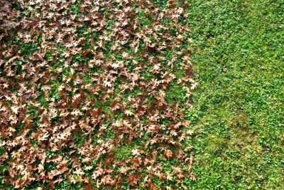 Benefits of Regular Leaf Removal