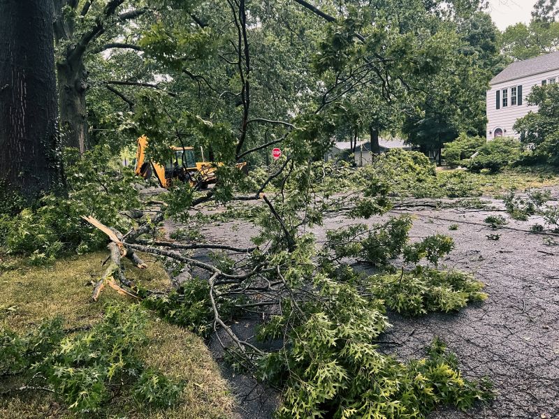 Storm Damage Tree Cleanup