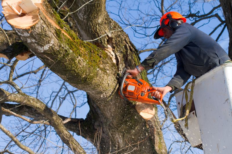 Tree Removal Equipment in Use