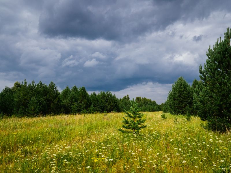 Farm Clearing in Houston, TX
