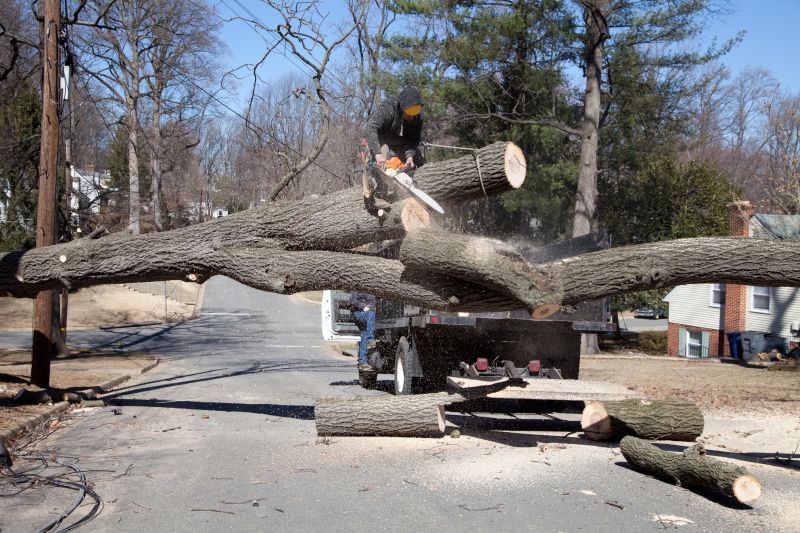 Tree Removal Service in Duluth, MN