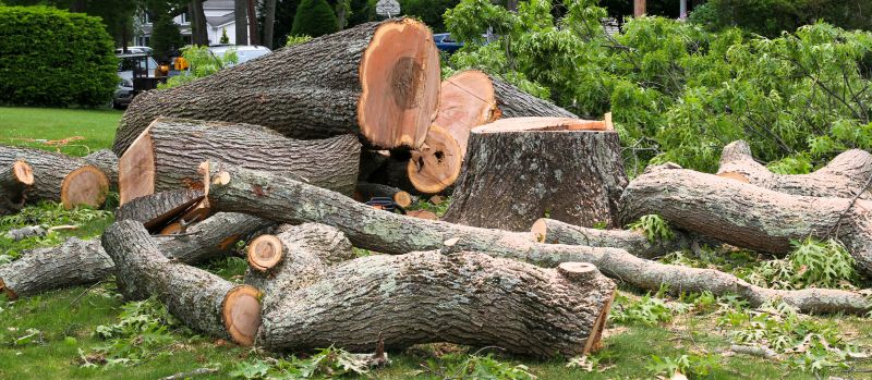 Tree Removal Service in Aiken, SC