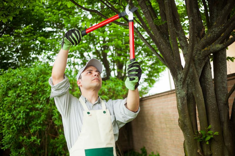 Contact About Apple Tree Removal